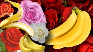 Read more about the article Using Banana Peels on Rose Bushes