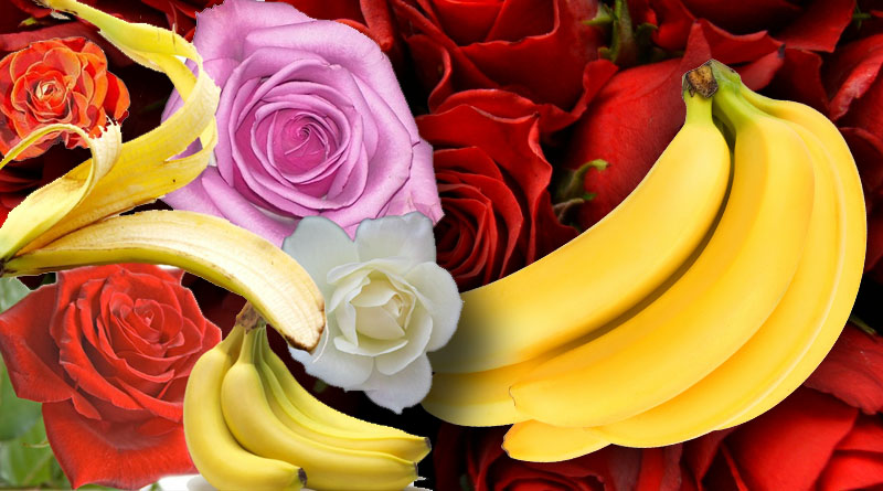 You are currently viewing Using Banana Peels on Rose Bushes