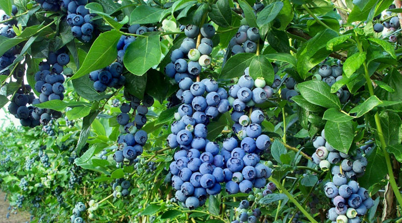 You are currently viewing How to Grow Blueberries